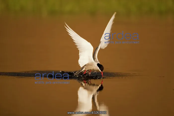 : Norway, Svalbard, Longyearbyen, Arctic Tern : Norway, Svalbard, Longyearbyen, Arctic Tern