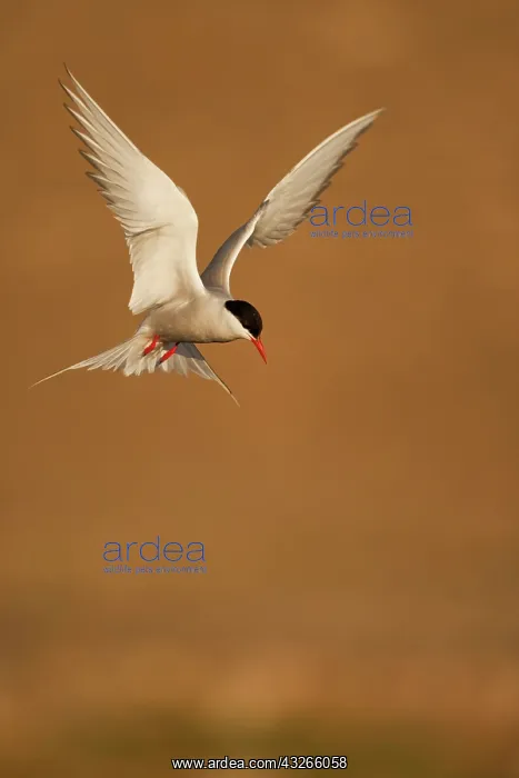 : Norway, Svalbard, Longyearbyen, Arctic Tern : Norway, Svalbard, Longyearbyen, Arctic Tern