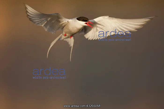 : Norway, Svalbard, Longyearbyen, Arctic Tern : Norway, Svalbard, Longyearbyen, Arctic Tern