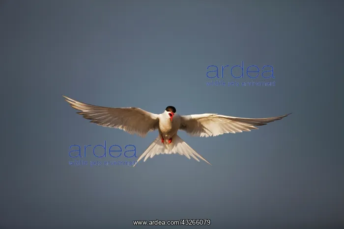 : Norway, Svalbard, Longyearbyen, Arctic Tern : Norway, Svalbard, Longyearbyen, Arctic Tern