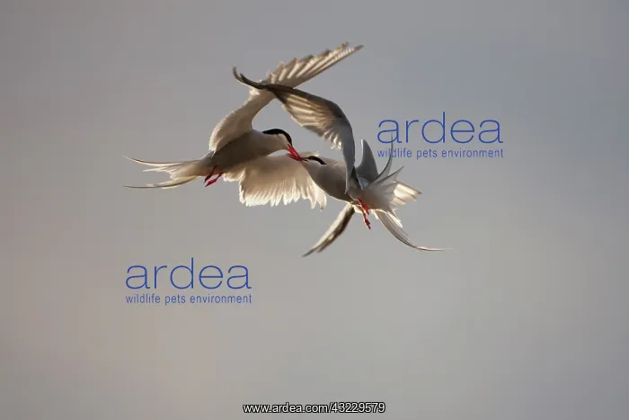 : Norway, Svalbard, Longyearbyen, Arctic Terns : Norway, Svalbard, Longyearbyen, Arctic Terns
