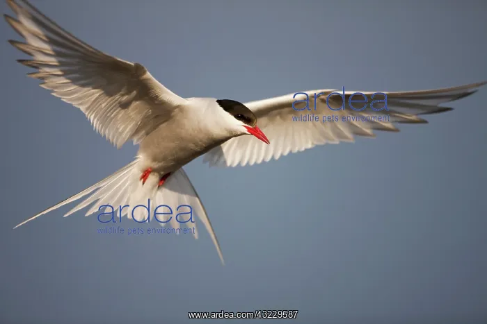 : Norway, Svalbard, Longyearbyen, Arctic Terns : Norway, Svalbard, Longyearbyen, Arctic Terns