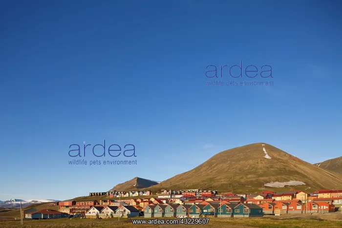  : Norway, Svalbard, Longyearbyen, Setting