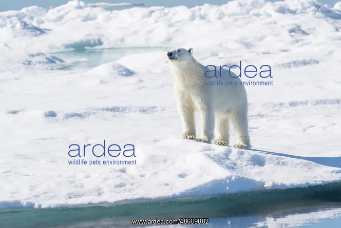  : Norway, Svalbard. Male polar bear on pack ice in Arctic