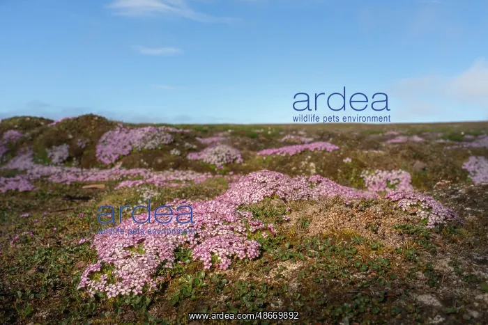  : Norway, Svalbard. Moss campion pink wildflower close-up