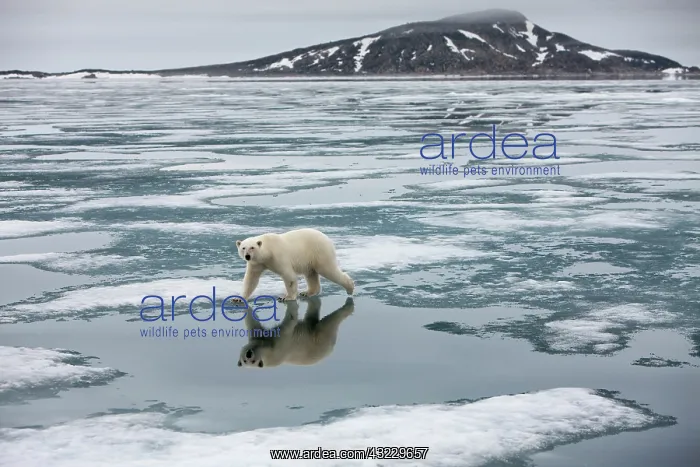 : Norway, Svalbard, Nordauslandet, Polar Bear : Norway, Svalbard, Nordauslandet, Polar Bear