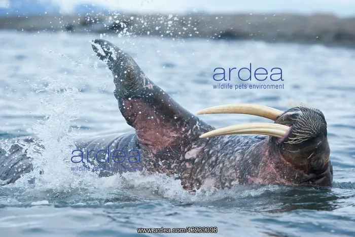 : Norway, Svalbard, Nordaustlandet, Adult : Norway, Svalbard, Nordaustlandet, Adult