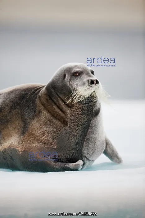 : Norway, Svalbard, Nordaustlandet, Bearded : Norway, Svalbard, Nordaustlandet, Bearded