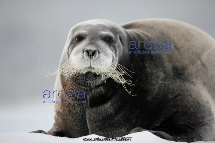 : Norway, Svalbard, Nordaustlandet, Bearded : Norway, Svalbard, Nordaustlandet, Bearded