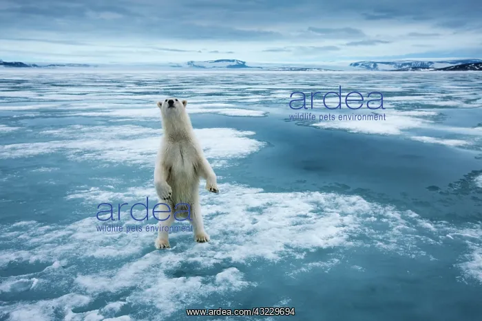 : Norway, Svalbard, Nordaustlandet, Curious : Norway, Svalbard, Nordaustlandet, Curious