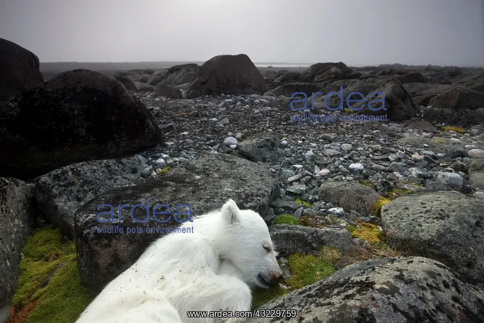 : Norway, Svalbard, Nordaustlandet, Polar : Norway, Svalbard, Nordaustlandet, Polar