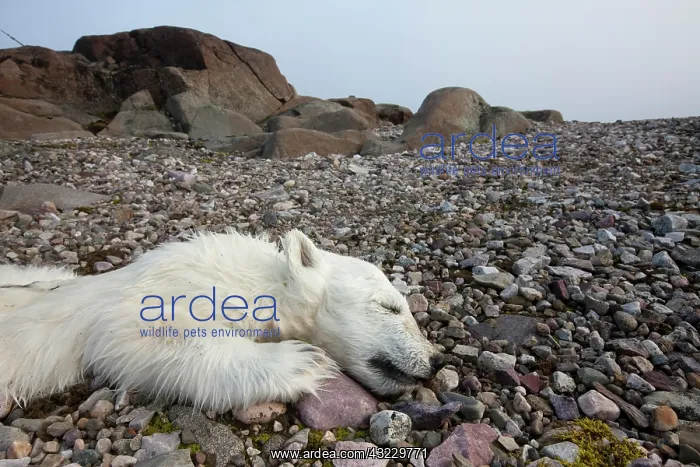 : Norway, Svalbard, Nordaustlandet, Polar : Norway, Svalbard, Nordaustlandet, Polar