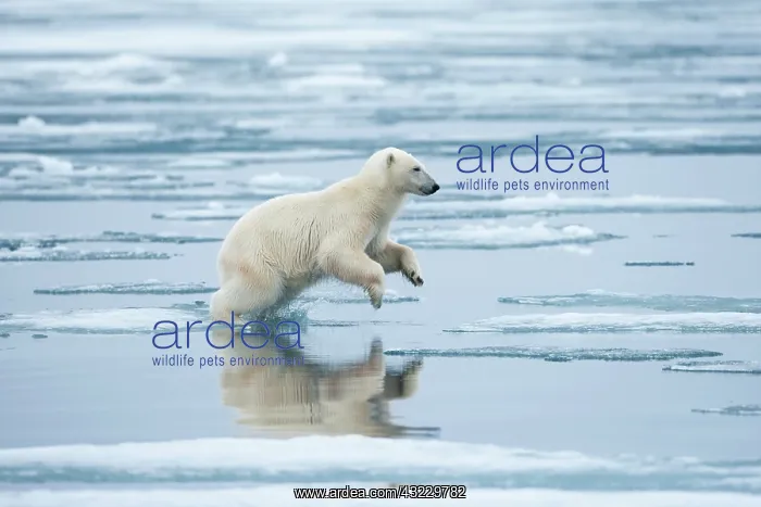 : Norway, Svalbard, Nordaustlandet, Polar : Norway, Svalbard, Nordaustlandet, Polar