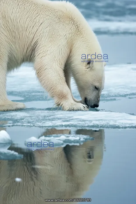 : Norway, Svalbard, Nordaustlandet, Polar : Norway, Svalbard, Nordaustlandet, Polar