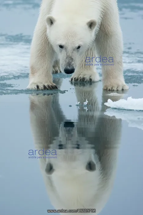  : Norway, Svalbard, Nordaustlandet, Polar