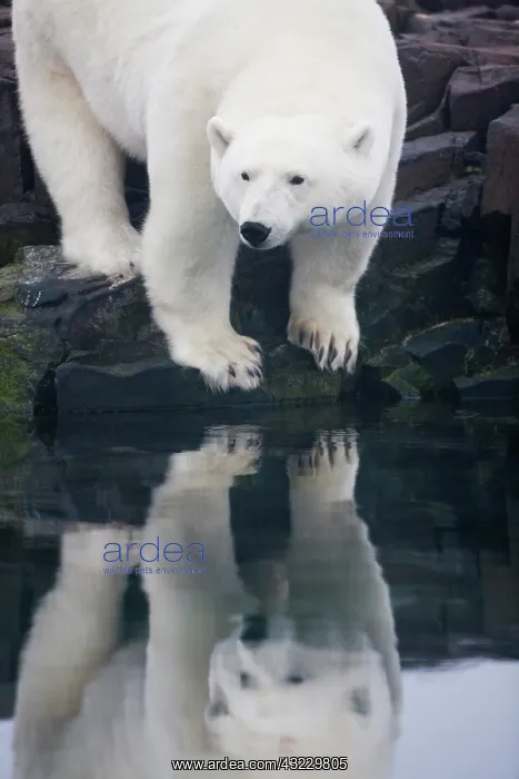 : Norway, Svalbard, Nordaustlandet, Polar : Norway, Svalbard, Nordaustlandet, Polar