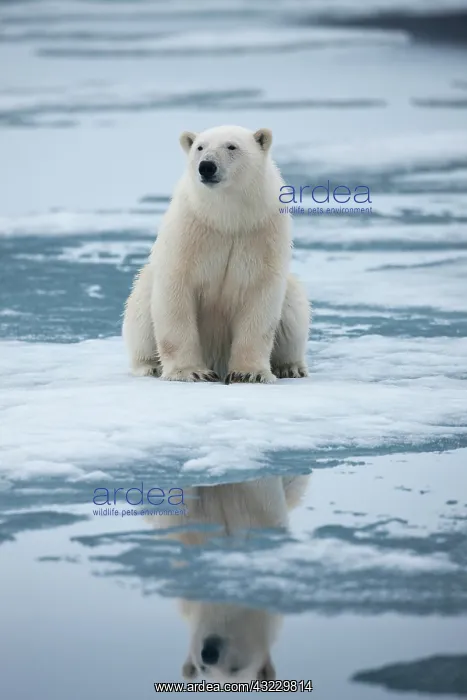 : Norway, Svalbard, Nordaustlandet, Polar : Norway, Svalbard, Nordaustlandet, Polar