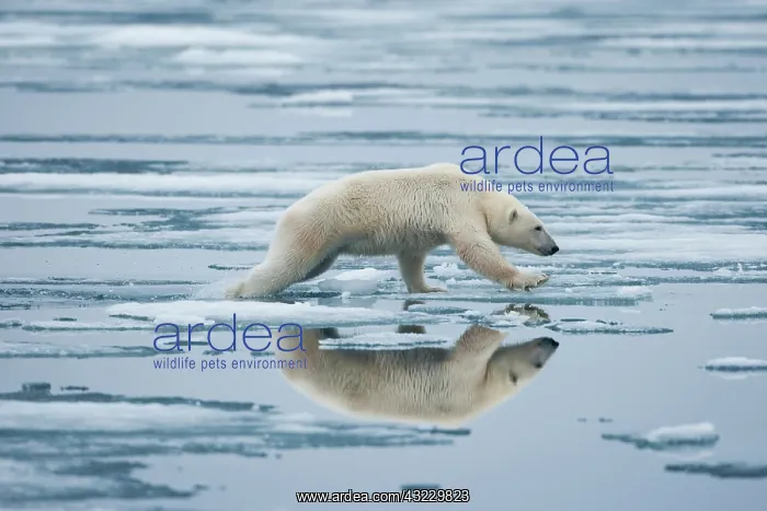 : Norway, Svalbard, Nordaustlandet, Polar : Norway, Svalbard, Nordaustlandet, Polar