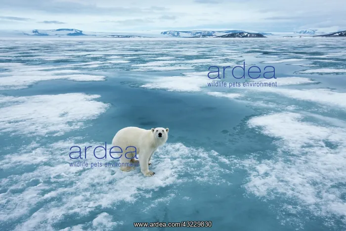 : Norway, Svalbard, Nordaustlandet, Polar : Norway, Svalbard, Nordaustlandet, Polar