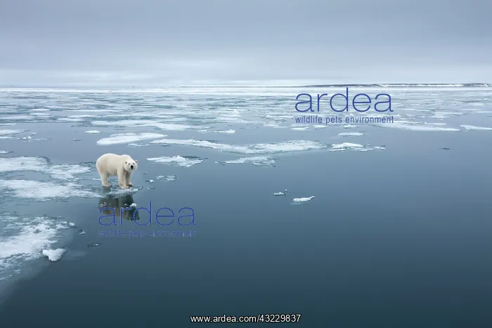 : Norway, Svalbard, Nordaustlandet, Polar : Norway, Svalbard, Nordaustlandet, Polar
