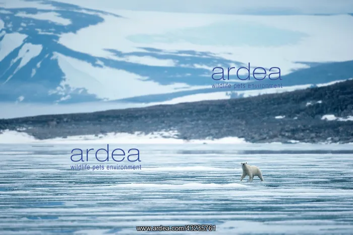  : Norway, Svalbard, Nordaustlandet, Polar