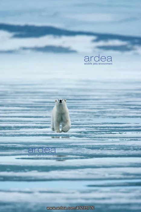 : Norway, Svalbard, Nordaustlandet, Polar : Norway, Svalbard, Nordaustlandet, Polar