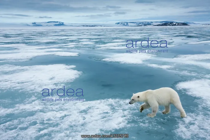 : Norway, Svalbard, Nordaustlandet, Polar : Norway, Svalbard, Nordaustlandet, Polar