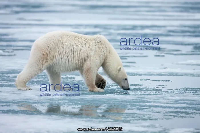 : Norway, Svalbard, Nordaustlandet, Polar : Norway, Svalbard, Nordaustlandet, Polar