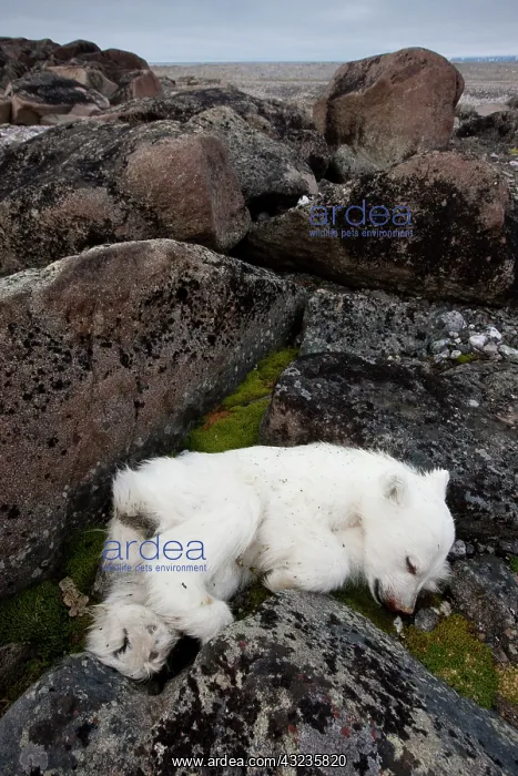 : Norway, Svalbard, Nordaustlandet, Polar : Norway, Svalbard, Nordaustlandet, Polar