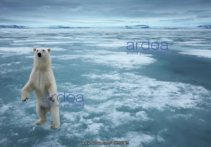 : Norway, Svalbard, Nordaustlandet, Polar : Norway, Svalbard, Nordaustlandet, Polar