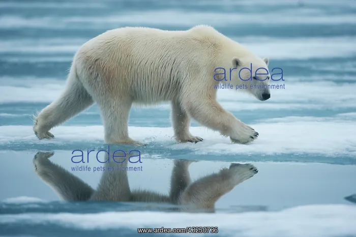  : Norway, Svalbard, Nordaustlandet, Polar
