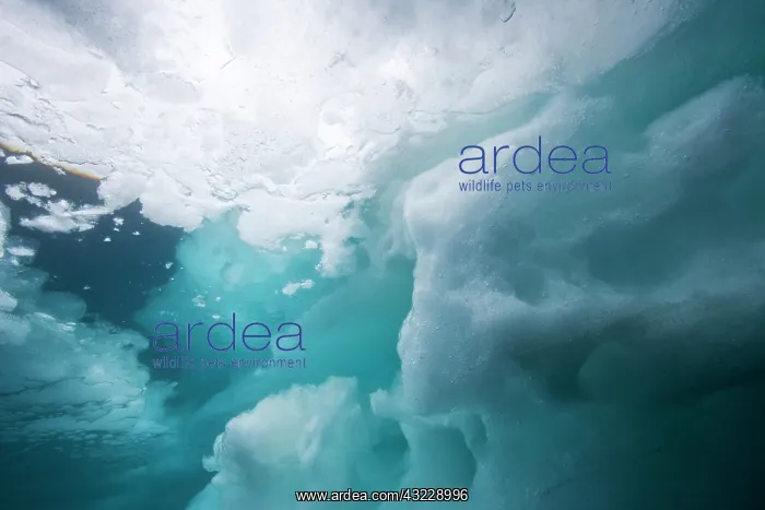 : Norway, Svalbard, Nordaustlandet, Underwater : Norway, Svalbard, Nordaustlandet, Underwater