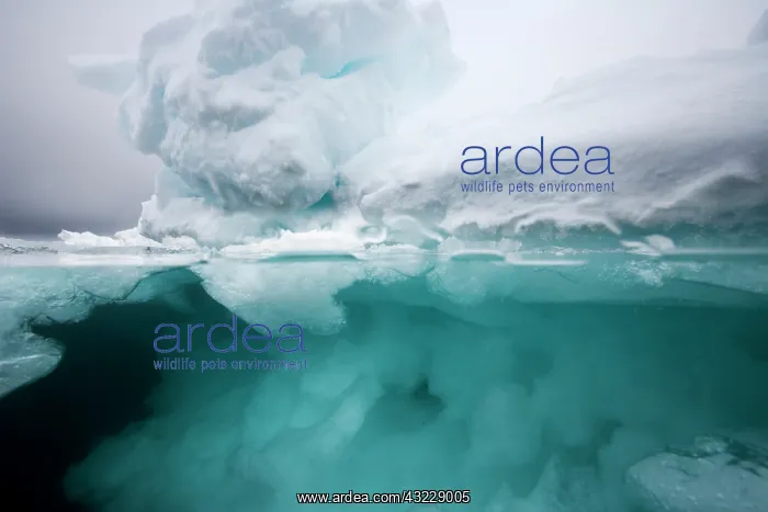 : Norway, Svalbard, Nordaustlandet, Underwater : Norway, Svalbard, Nordaustlandet, Underwater