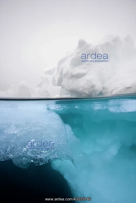 : Norway, Svalbard, Nordaustlandet, Underwater : Norway, Svalbard, Nordaustlandet, Underwater