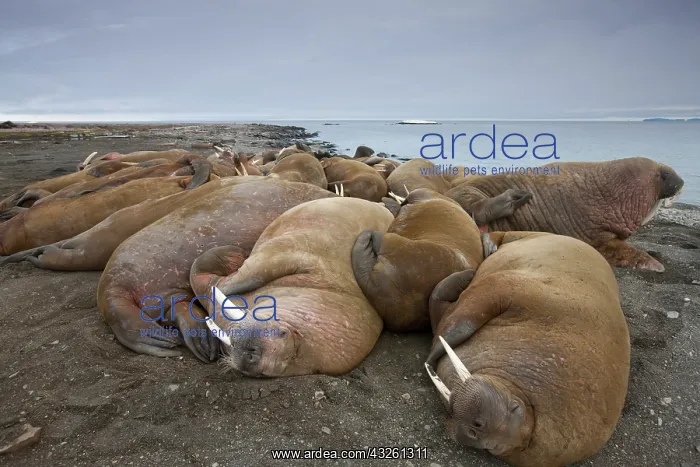 : Norway, Svalbard, Nordaustlandet, Walrus : Norway, Svalbard, Nordaustlandet, Walrus