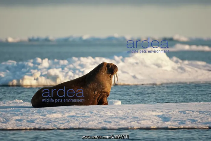 : Norway, Svalbard, Nordaustlandet, Walrus : Norway, Svalbard, Nordaustlandet, Walrus