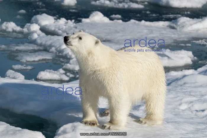 : Norway, Svalbard. Norway, Svalbard. Male polar bear walking : Norway, Svalbard. Norway, Svalbard. Male polar bear walking