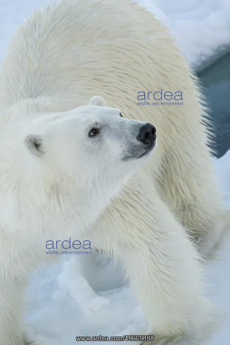 : Norway, Svalbard. Norway, Svalbard. Close-up of polar bear : Norway, Svalbard. Norway, Svalbard. Close-up of polar bear