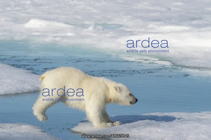 : Norway, Svalbard. Polar bear cub jumping across water on : Norway, Svalbard. Polar bear cub jumping across water on