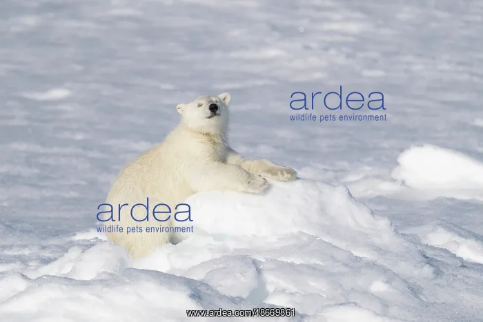 : Norway, Svalbard. Polar bear cub jumping across water on : Norway, Svalbard. Polar bear cub jumping across water on