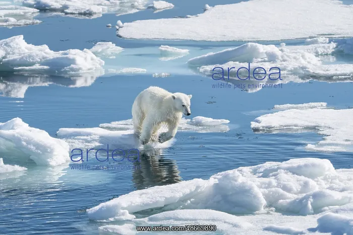 : Norway, Svalbard. Polar bear cub jumping across water on : Norway, Svalbard. Polar bear cub jumping across water on