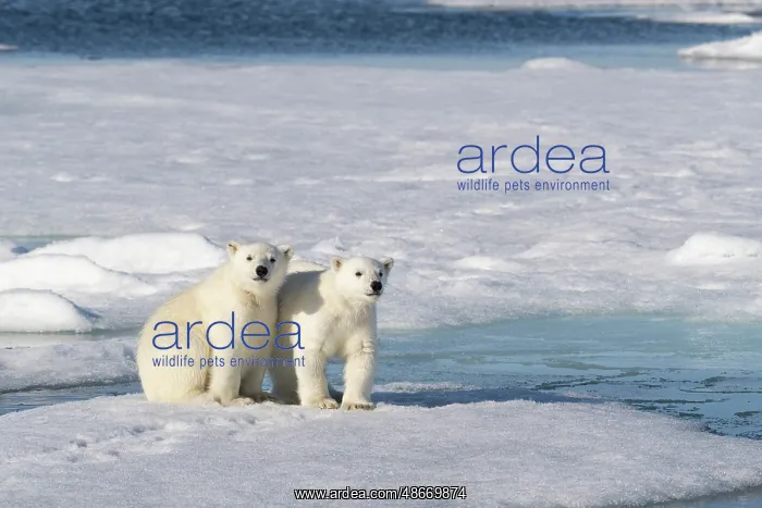 : Norway, Svalbard. Polar bear cubs on pack ice. ic Don Grall : Norway, Svalbard. Polar bear cubs on pack ice. ic Don Grall