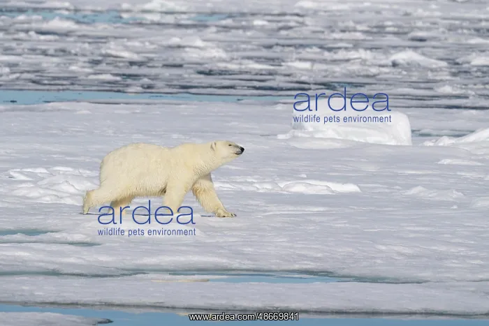 : Norway, Svalbard. Polar bear on ice floe in Arctic Ocean : Norway, Svalbard. Polar bear on ice floe in Arctic Ocean