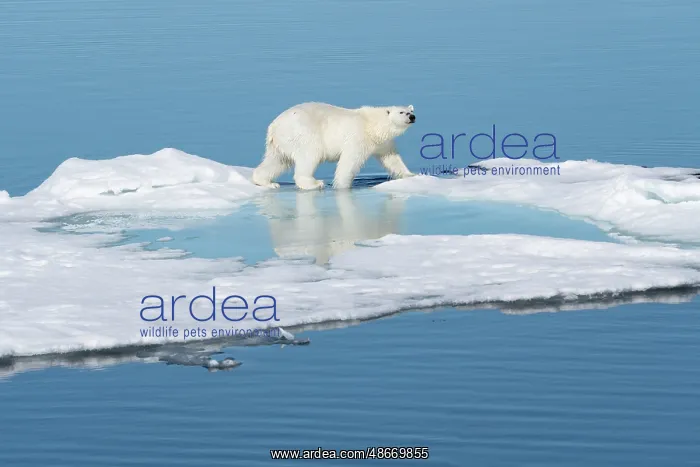 : Norway, Svalbard. Polar bear on ice floe in Arctic Ocean : Norway, Svalbard. Polar bear on ice floe in Arctic Ocean