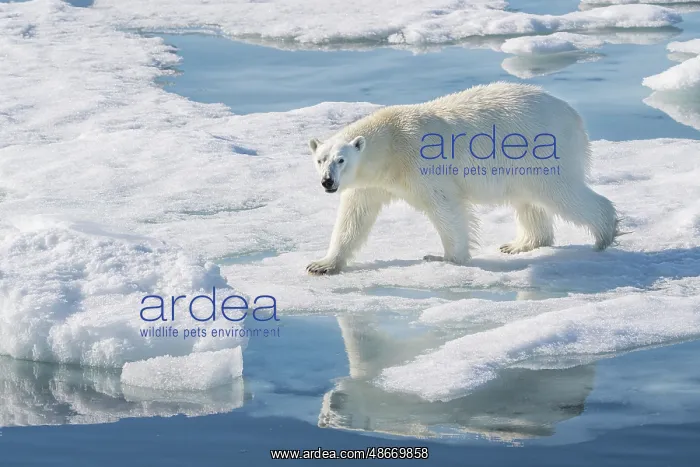 : Norway, Svalbard. Polar bear on ice floe in Arctic Ocean : Norway, Svalbard. Polar bear on ice floe in Arctic Ocean