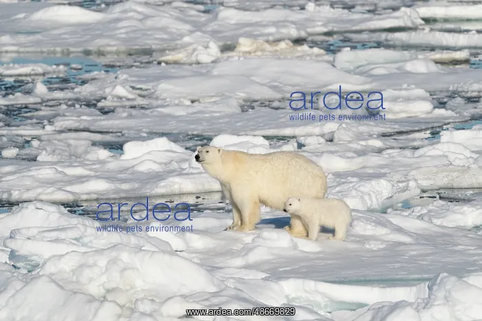 : Norway, Svalbard. Polar bear mother and cub on pack ice in : Norway, Svalbard. Polar bear mother and cub on pack ice in