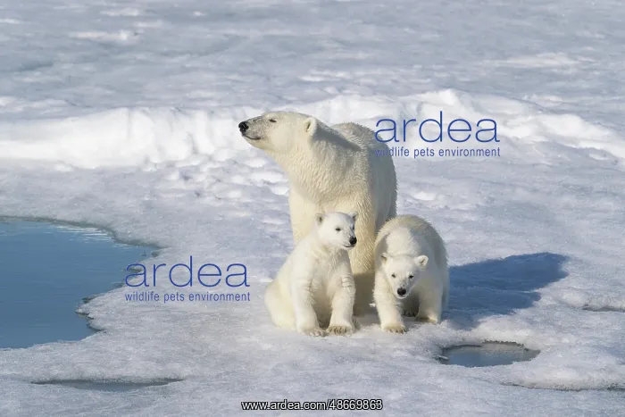 : Norway, Svalbard. Polar bear mother and cubs on pack ice in : Norway, Svalbard. Polar bear mother and cubs on pack ice in