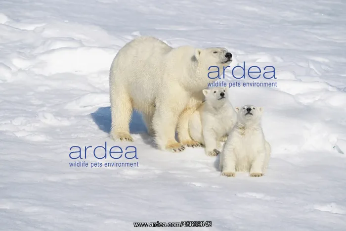 : Norway, Svalbard. Polar Bear mother with a pair of 6 month : Norway, Svalbard. Polar Bear mother with a pair of 6 month