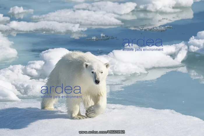 : Norway, Svalbard. Polar bear on pack ice in Arctic Ocean : Norway, Svalbard. Polar bear on pack ice in Arctic Ocean