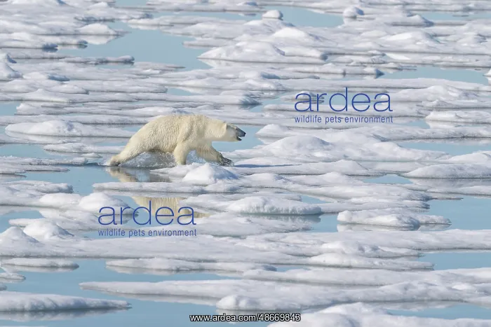 : Norway, Svalbard. Polar bear sow aggressively approaches : Norway, Svalbard. Polar bear sow aggressively approaches